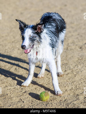 Wet black & white Border Collie Welpen eine Pause vom Jagen eine Kugel in einem Hund Park. Stockfoto