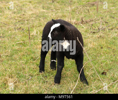 Neugeborene süße kleine schwarze Lämmer Stockfoto