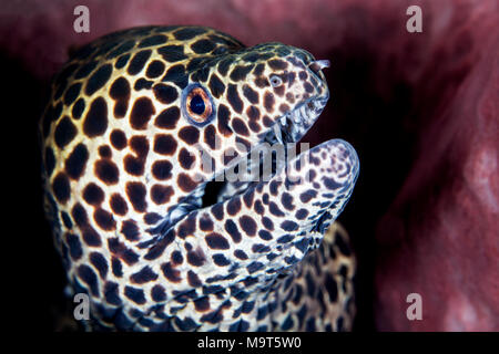 Geschnürt Moray, Leopard Moray, tesselate Moray oder honeycomb Muränen Kopf Nahaufnahme Stockfoto