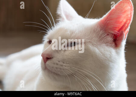Katze, Kitty isolieren auf Hintergrund, Vorderansicht von oben, technische Kosten. Stockfoto