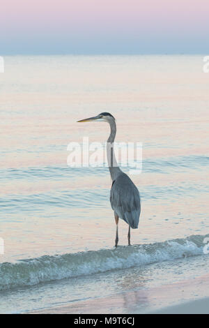 Am frühen Morgen Great Blue heron Nahrungssuche entlang der Kante des Golf von Mexiko. Stockfoto