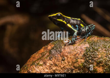 Der himmel Blauer Pfeilgiftfrosch (Hyloxalus azureiventris) ist ein sehr selten auftretenden Arten nur in einem kleinen Teil von Peru gefunden. Als stark gefährdet aufgeführt. Stockfoto