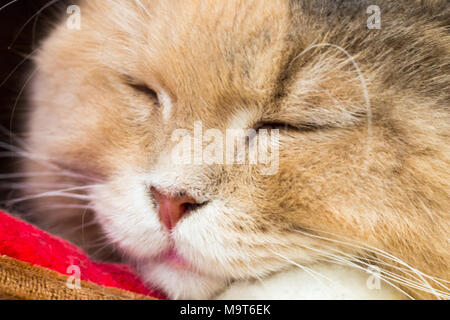 Katze, Kitty isolieren auf Hintergrund, Vorderansicht von oben, technische Kosten. Stockfoto