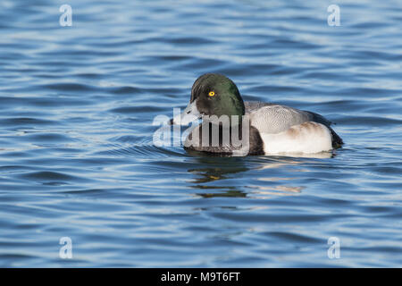 Drake mehr scaup auf See Oberfläche. Stockfoto