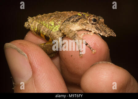 Eine snouted Laubfrosch (Scinax garbei) wird durch ein Herpetologist statt. Eine Nahaufnahme Foto der Frosch und Finger. Stockfoto