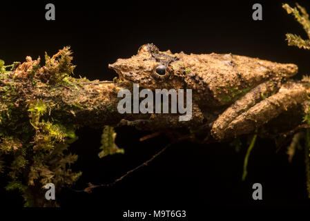 Eine snouted Laubfrosch (Scinax garbei) aus Peru, diese Art ist sehr schwer unter der Vegetation als seine Tarnung zu finden ist ausgezeichnet. Stockfoto