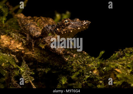 Eine snouted Laubfrosch (Scinax garbei) aus Peru, diese Art ist sehr schwer unter der Vegetation als seine Tarnung zu finden ist ausgezeichnet. Stockfoto