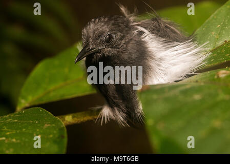Ein antbird Schlafen inmitten der Laub in den südamerikanischen Dschungel. Stockfoto
