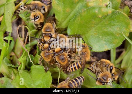 Ivy Biene (Colletes hederae) passende Kugel mit einer Masse von Männchen um ein Weibchen neu aus ihrer Höhle in einem grasartigen Bank entstanden, Wiltshire Garten Stockfoto