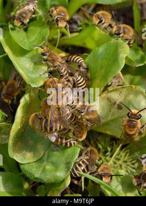 Ivy Biene (Colletes hederae) passende Kugel mit einer Masse von Männchen um ein Weibchen neu aus ihrer Höhle in einem grasartigen Bank entstanden, Wiltshire Garten Stockfoto