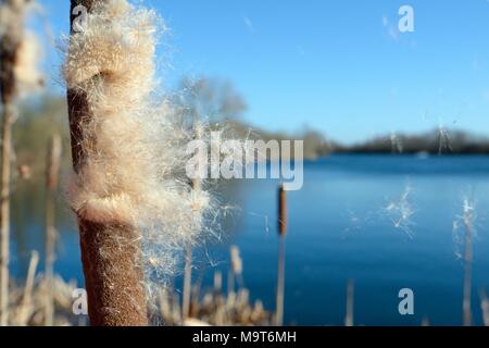 Samen, die von einer grösseren seedheads Bullrush/Reedmace (Typha latifolia) durch eine Brise im Winter geblasen, Cotswold Water Park, Wiltshire, UK, Januar. Stockfoto