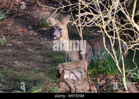 Reh (Capreolus capreolus) doe Besuch einer Garten im Morgen, Sonnenlicht, neben woodpile und Narzisse Klümpchen, Wiltshire, UK, März. Stockfoto