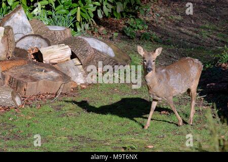 Reh (Capreolus capreolus) doe Besuch einer Garten in der Morgensonne zu grasen, Wandern hinter einem holzstapel und wirft einen Schatten, Wiltshire, UK, März Stockfoto