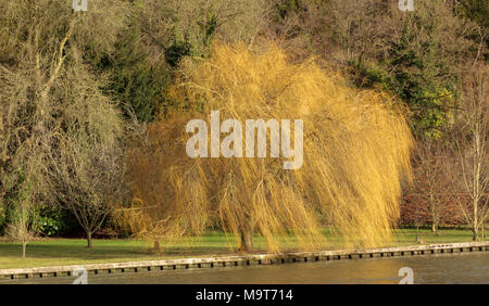 Trauerweide auf der Themse in der Nähe von Henley-on-Thames, England, Großbritannien im Winter Farben. Stockfoto