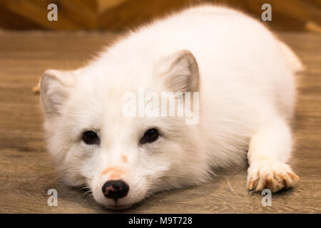 Snow Wolf, Hund im Welpen Tag auf Hintergrund isolieren, Vorderansicht von oben, technische Kosten. Stockfoto