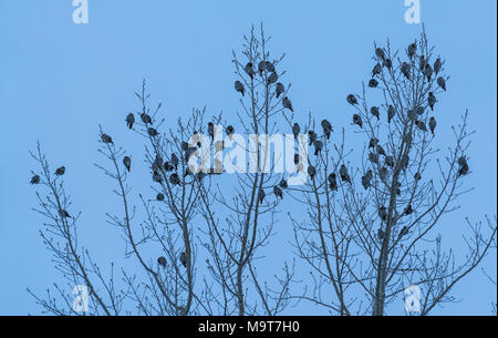 Cedar Waxwings im Baum in der Dämmerung im Winter in Theodore Roosevelt National Park. Stockfoto