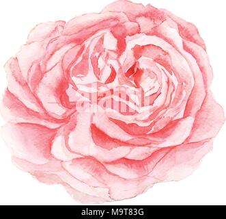 Die isolierte Aquarell rosa Blume Malerei auf weißem Hintergrund Stock Vektor