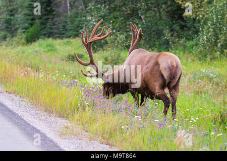 Wild Geweihtragende bull Elk oder Wapiti (Cervus canadensis) Beweidung in der wildgrass und Wildblumen, Banff National Park, Alberta, Kanada Stockfoto