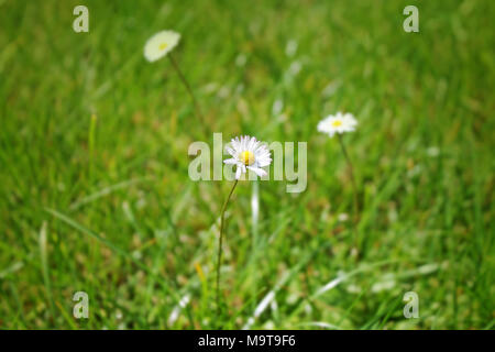 Closeup Schuß auf grünem Gras. Frühling Hintergrund mit Daisy. Stockfoto