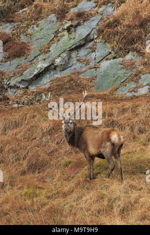 Red Deer Hirsch auf Jura Inneren Hebriden Stockfoto