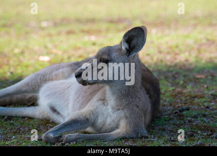 Ein Eastern Grey Kangaroo (Macropus giganteus) eine einheimische australische Beuteltier hier ruhen und Liegen im Schatten während des Tages. Stockfoto