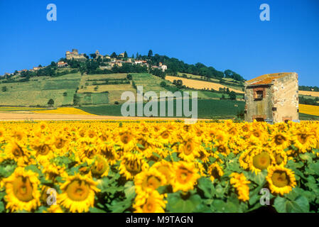 Feld mit Sonnenblumen und Taubenschlag mit der Ortschaft Chalus hinter, Puy de Dome, Auvergne, Frankreich Stockfoto