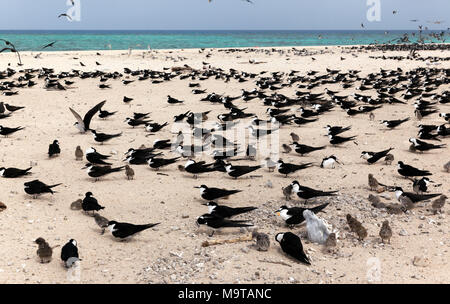 Ein großer Vogel Kolonie auf Michaelmas Cay, bestehend hauptsächlich aus Ruß und Crested Seeschwalben Seeschwalben Stockfoto