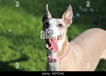 Pet-Whippet Hund mit herausgestreckter Zunge im Garten Sonne, Yorkshire, Großbritannien Stockfoto