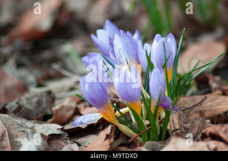 DE - Crocus etruscus in Silva Stockfoto