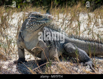 Karibik Iguana auf einer kleinen Insel in Cayo Largo, Kuba Stockfoto