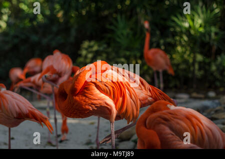 Rosa flamingo ein Nickerchen seinen Kopf zurück auf seinen Körper, während Sie in der Sonne Stockfoto