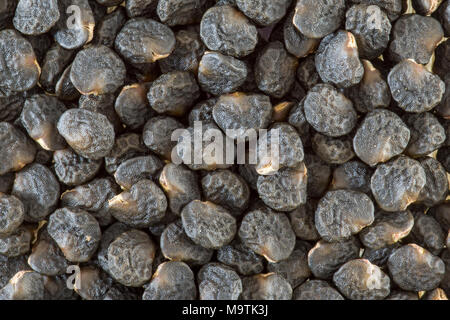 Makro von getrockneten Datura stramonium Samen Stockfoto