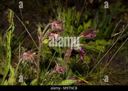 Alpine Bartsia wächst in der Nähe von Honningsvåg ist die nördlichste Stadt in Norwegen und das Gateway für Touristen zum Nordkap. Stockfoto