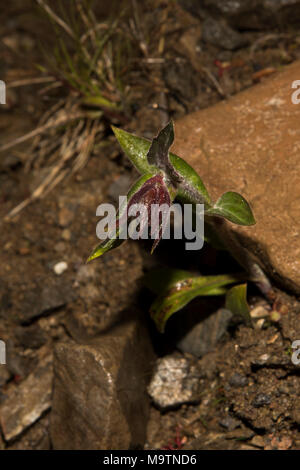 Alpine Bartsia wächst in der Nähe von Honningsvåg ist die nördlichste Stadt in Norwegen und das Gateway für Touristen zum Nordkap. Stockfoto