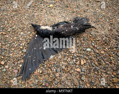 Eine tote Krähe auf der Seite der Straße, auf einer nassen, verschneiten Frühling Nachmittag, im Nordwesten von Montana. American Crow, Corvus brachyrhynchos. Stockfoto