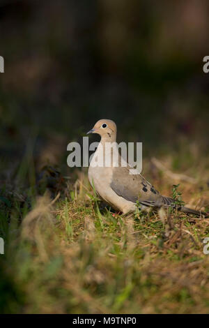 Taube (Zenaida macroura), Monroeville, Alabama, USA Reich: ANIMALIA Phylum: Chordata Class: Aves Order: Familie: columbiformes Columbidae Ge Stockfoto