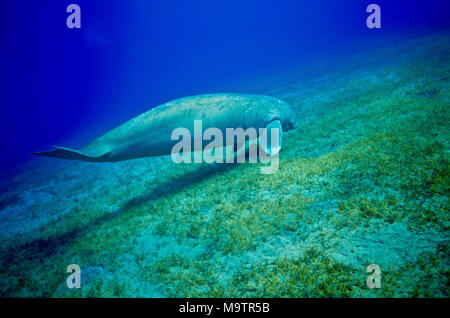 Diese Seekuh (Dugong dugong: 250 cms.) Über war auf dem Seegras Futterplatz zu landen, nachdem sie sich von der Oberfläche zurück. Sie atmen und müssen deshalb alle fünf Minuten zu tun. Dugongs und seekühe sind die einzige Anlage - Essen der Meeressäuger. Die viel grösseren der Stellaren Seekuh (bis zu 800 cm.) war von 1770 bis zur Ausrottung gejagt. Seegras ist spärlich im Roten Meer; dugongs haben unersättlich zu ernähren, um zu überleben. Leider sind sie immer seltener. Der Roten Liste der IUCN weist darauf hin, dass die Arten gefährdet ist, vor allem wegen der Jagd - und die Auswirkungen des Klimawandels und der Luftverschmutzung. Ägyptischen Gewässern Stockfoto