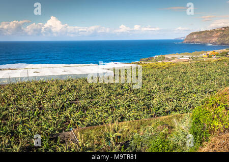 Bananenplantage auf der Kanarischen Insel Teneriffa, Spanien Stockfoto