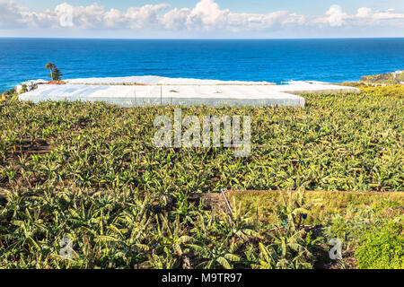 Bananenplantage auf der Kanarischen Insel Teneriffa, Spanien Stockfoto