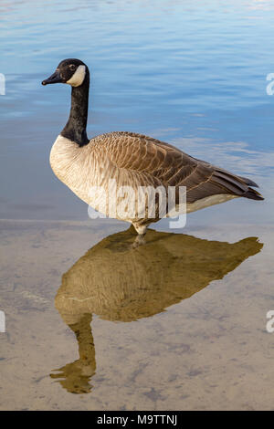 Kanadische Gans und sein Spiegelbild im Wasser. Stockfoto