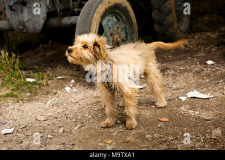 Rüschen und Alert mongrel Hund mit Kette von Räder des Schleppers und Ablagerungen auf Staub weg in Bosnien und Herzegowina gebunden Stockfoto