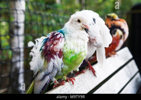 Natur hautnah: Vogel Familie gemalt die Tauben. Lackierte Taube. Stockfoto