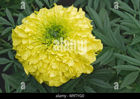 Mexikanische studentenblume (Tagetes erecta). Auch als Aztec Ringelblume und African Marigold auch bekannt. Stockfoto