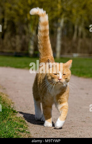 Gerne entspannt Ginger cat Fuß in Richtung der Kamera mit schwanz Stockfoto