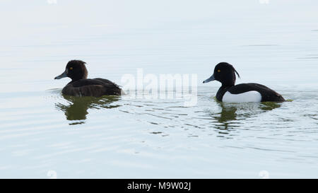 Männliche und weibliche Reiherente (Aythya fuligula) Stockfoto