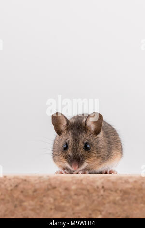 Vorderansicht eines HOLZ MAUS APODEMUS SYLVATICUS, sitzend auf einem Korken Ziegel mit hellen Hintergrund, Blick in die Kamera mit großen Augen Stockfoto