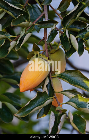 Japanische Kakipflaume (diospyros Kaki). Auch als Kaki Kaki, Chinesische Kakipflaume, Orientalische und asiatische Persimone Persimone bekannt. Ein weiterer wissenschaftlicher Name Stockfoto