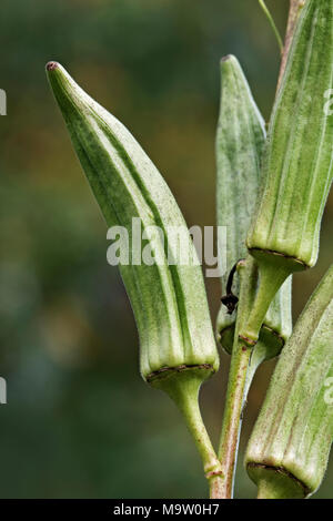 Okra (Abelmoschus esculentus). Auch als Damen Finger, Bhindi, Bamia, Ochro und Gumbos bekannt. Stockfoto