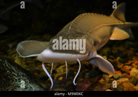 Sub-Adult blassen Stör. Sub-Adult blassen Stör Stockfoto