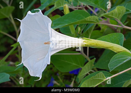 Devil's Trompete Blume (Datura metel). Auch bekannt als Metel, Downy thorn Apple und Füllhorn. Stockfoto